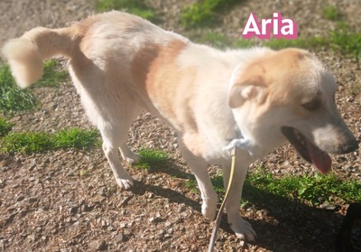 Aria, Retriever Mix - Hündin