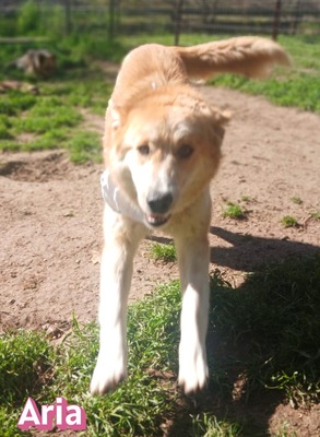 Aria, Retriever Mix - Hündin