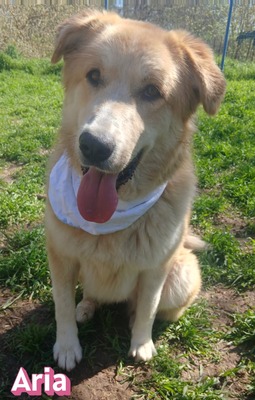 Aria, Retriever Mix - Hündin