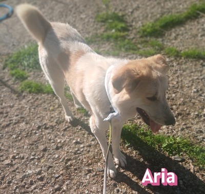 Aria, Retriever Mix - Hündin