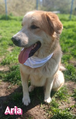 Aria, Retriever Mix - Hündin