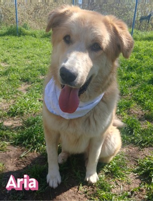 Aria, Retriever Mix - Hündin