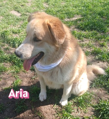 Aria, Retriever Mix - Hündin