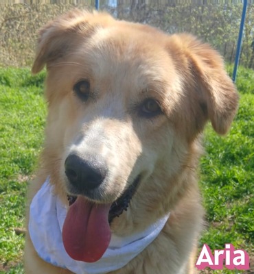 Aria, Retriever Mix - Hündin