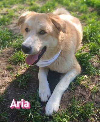 Aria, Retriever Mix - Hündin