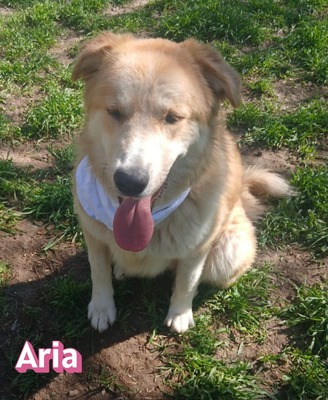 Aria, Retriever Mix - Hündin