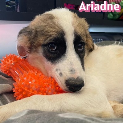 Ariadne, Mischling Welpen - Hündin