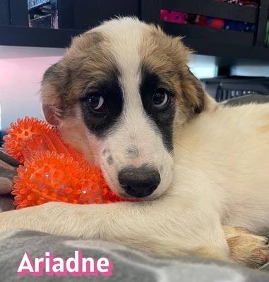 Ariadne, Mischling Welpen - Hündin