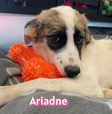 Ariadne, Mischling Welpen - Hündin