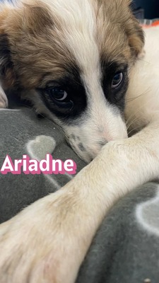Ariadne, Mischling Welpen - Hündin