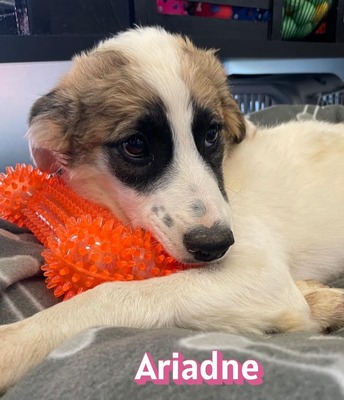 Ariadne, Mischling Welpen - Hündin