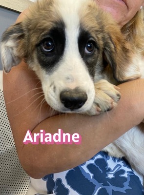Ariadne, Mischling Welpen - Hündin