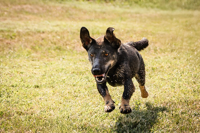 Arianna - menschenbezogen, zutraulich, verschmust, lebhaft, bewegungsfreudig, verspielt, Dackel Mischling (Video-Link vorhanden) - Hündin