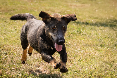 Arianna - menschenbezogen, zutraulich, verschmust, lebhaft, bewegungsfreudig, verspielt, Dackel Mischling (Video-Link vorhanden) - Hündin
