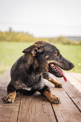 Arianna - menschenbezogen, zutraulich, verschmust, lebhaft, bewegungsfreudig, verspielt