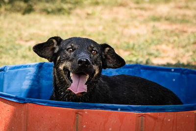 Arianna - menschenbezogen, zutraulich, verschmust, lebhaft, bewegungsfreudig, verspielt, Mischling (Video-Link vorhanden) - Hündin
