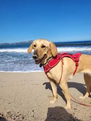 Arie, Golden Retriever - Hündin