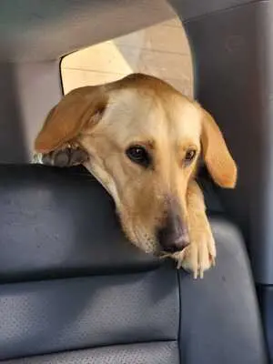 Arie, Golden Retriever - Hündin