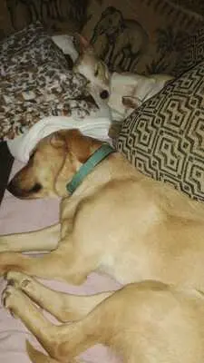 Arie, Golden Retriever - Hündin