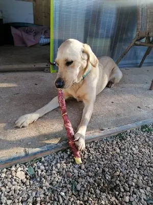 Arie, Golden Retriever - Hündin
