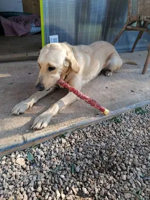 Arie, Golden Retriever - Hündin