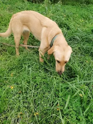 Arie, Golden Retriever - Hündin