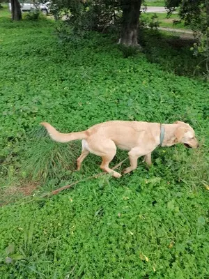 Arie, Golden Retriever - Hündin