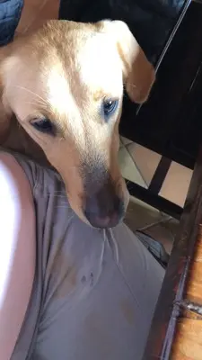 Arie, Golden Retriever - Hündin