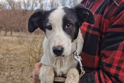 Arielle, Collie Fox Mix Welpen - Hündin