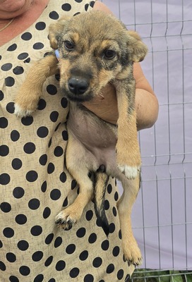 Arielle, Mix - Hündin