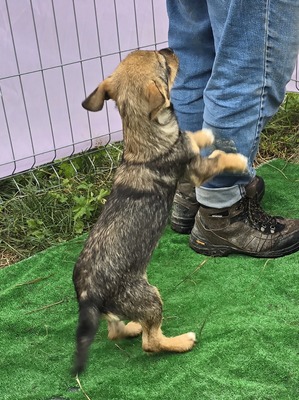 Arielle, Mix - Hündin