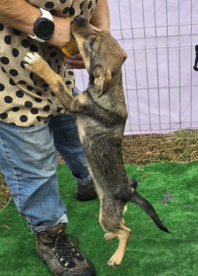 Arielle, Mix - Hündin