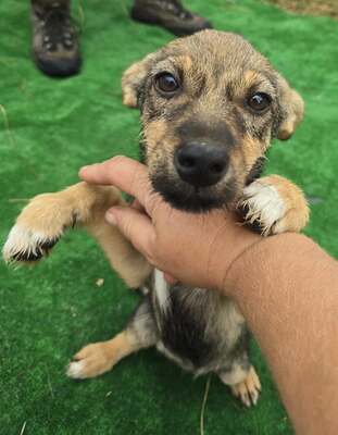 Arielle, Mix - Hündin