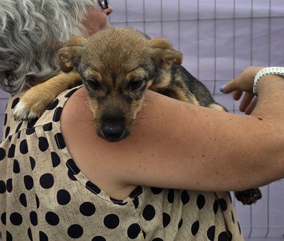 Arielle, Mix - Hündin