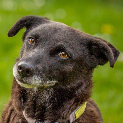 Arina, Dackel-Mix - Hündin