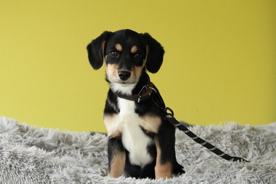 Arina, Mischling Welpen - Hündin