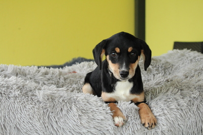 Arina, Mischling Welpen - Hündin