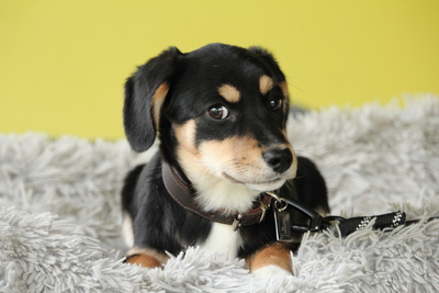 Arina, Mischling Welpen - Hündin