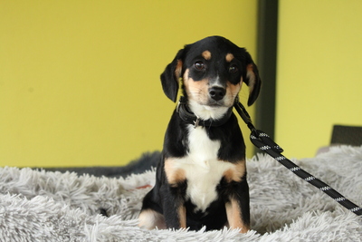 Arina, Mischling Welpen - Hündin