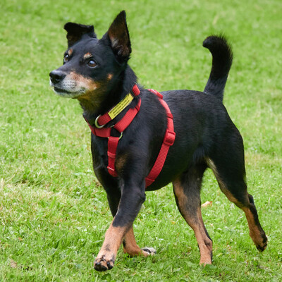 Ario, Pinscher - Rüde