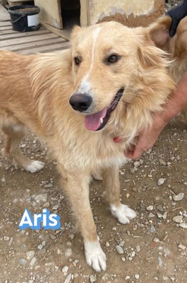 Aris, Mischling - Rüde