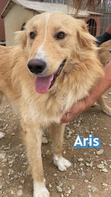 Aris, Mischling - Rüde