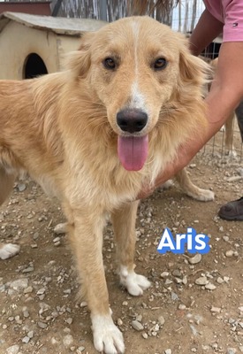 Aris, Mischling - Rüde
