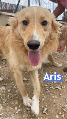 Aris, Mischling - Rüde