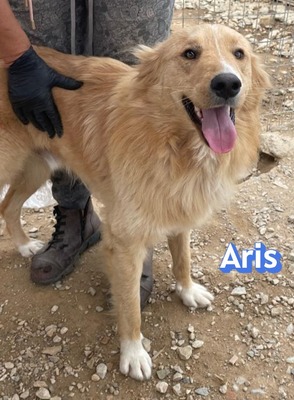 Aris, Mischling - Rüde