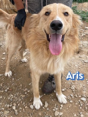 Aris, Mischling - Rüde