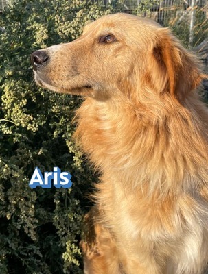 Aris, Mischling - Rüde