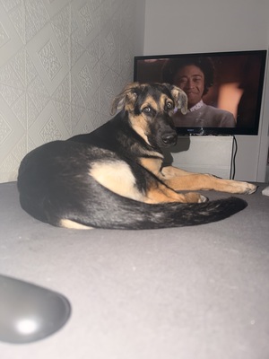 Ariya, Schäferhund Welpen - Hündin