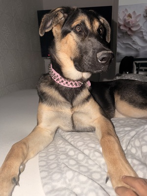 Ariya, Schäferhund Welpen - Hündin