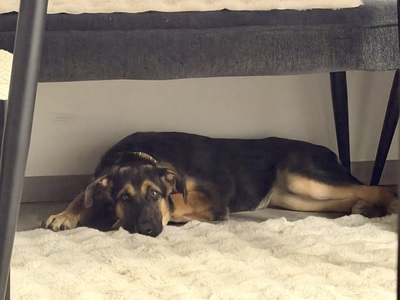 Ariya, Schäferhund Welpen - Hündin